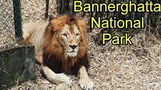 Bangalore Tour Part 5  Bannerghatta National Park Bangalore Safari  Bannerghatta Biological Park [upl. by Ahsaf]