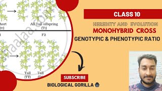 MONOHYBRID CROSSGENOTYPIC amp PHENOTYPIC RATIO knowledgeeasy explainedclass10boardexam 2024 [upl. by Hollenbeck412]