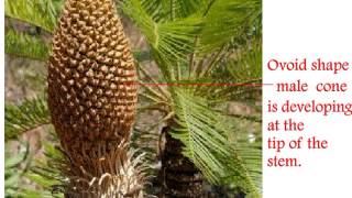 Cycas Life Cycle [upl. by Tnelc]