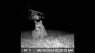 GARDEPRO E6  Trail Camera  Raccoons  August 18th 2024 shorts [upl. by Bluefield]