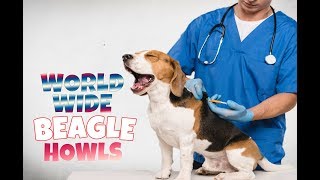 200 BEAGLE HOWLS AND BARKS COMPILATION FROM ALL OVER THE WORLD [upl. by Nehr88]