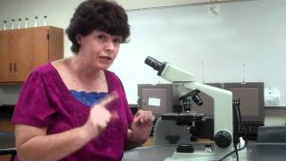 How to use a microscope and oil immersion [upl. by Allisurd]