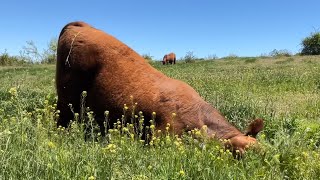 Excited Red Angus Bull Turned Out With Cows [upl. by Naujet]