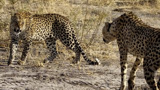 LEOPARDO vs GUEPARDO  ¿Quién Ganaría  EPIC VERSUS 🐆 [upl. by Sitrik]