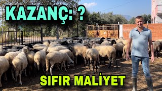 100 KOYUNDAN YILDA KAÇ PARA KAZANDIK  SIFIR MALİYET İLE KOYUN BAKIYOR [upl. by Eiboh682]