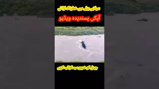 Yak fight in flooding river Tibatan bull fight viralvideo short videos  viral youtubeshorts [upl. by Elam653]