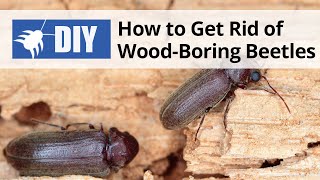 How to Get Rid of Wood Boring Beetles  DoMyOwncom [upl. by Dlaregztif675]