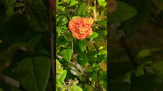 Fragrant Panama RoseRondeletia odoratashort trending nature shortvideo subscribe shortsfeed [upl. by Aicillyhp]