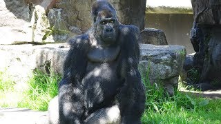 Gorillas Amazing Some Funny Moments [upl. by Jenelle19]