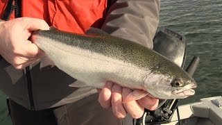 Basic Techniques for Trout Fishing in Washington [upl. by Isewk]