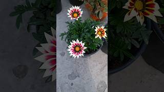 terrace gardening  gazania flower  winter flowers  flowers gardening plants [upl. by Eek]