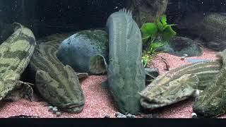 Polypterus Feeding 05072020 [upl. by Ronnholm]