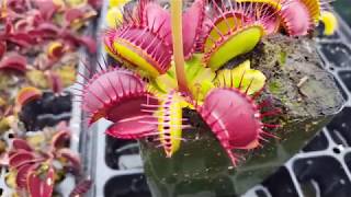 How to feed Venus flytraps [upl. by Siramad]