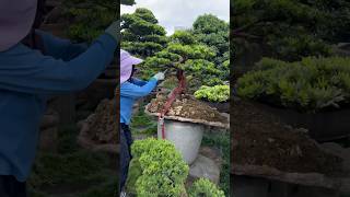 整理maintenancepruning for podocarpus Podocarpus 晶鑽羅漢松 [upl. by Prudence]