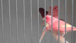 Red Factor Canaries at Clipsley Pets amp Aquatics [upl. by Uok72]