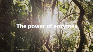 Power of Enzymes  Spanish [upl. by Onig631]