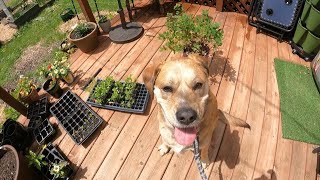 How I handle chlorosis after tons of rain and Gus learns to be a good dogsort of [upl. by Anniala]