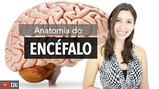 Sistema Nervoso 26 Anatomia do Encéfalo e Estruturas de Proteção  Anatomia e etc [upl. by Dat]