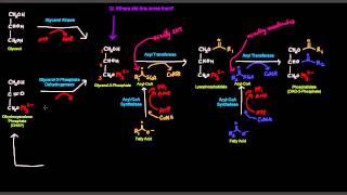 Triglyceride  Triacylglycerol Synthesis [upl. by Mead]