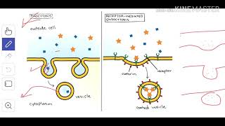 Cytology 8 Endocytosis amp Exocytosis [upl. by Remot553]