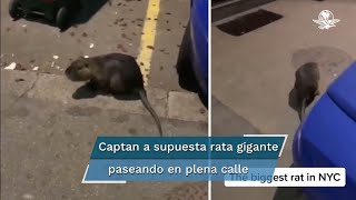 Rata gigante es captada en Nueva York video se vuelve viral [upl. by Nilkcaj]