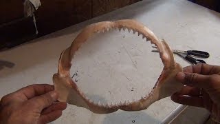 How To Clean a Shark Jaw [upl. by Niawd]