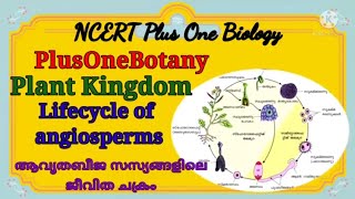 NCERT PLUS ONE BIOLOGY 1 BOTANY Plant Kingdom Life Cycle of Angiosperms A Concise Explanation [upl. by Enialehs]