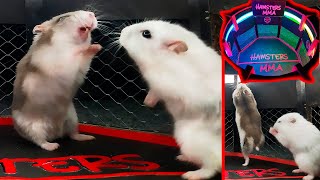 White hamster vs grey hamster🐹 Fights in the cardboard octagon🐹HAMSTERS MMA [upl. by Brosine]