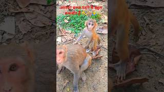 Monkey Doctor Banega🤣🐒🙏funny monkey comedy animals [upl. by Kingsly]