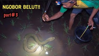 MANTAP‼️ NGOBOR BELUT SEHABIS HUJAN BELUTNYA BANYAK BABON LANGSUNG MASAK DAN MAKAN COBEK BELUT [upl. by Giglio]