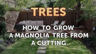 How to Grow a Magnolia Tree From a Cutting [upl. by Coltun]