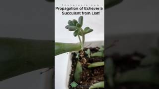 Best Propagation of Echeveria Succulent from Leaf echeveria plantcare [upl. by Xilef]