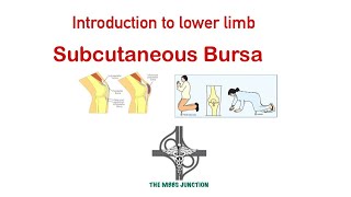 Subcutaneous Bursa  Lower limb anatomy inicet mbbs neetpg [upl. by Elleinet]