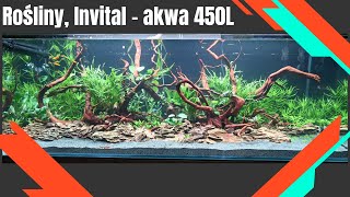 450L Rośliny INVITAL AKWA 450L 4K [upl. by Enybor]