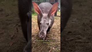 The Ants Eater Aardvark shorts animals pets [upl. by Heiner]