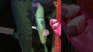 Huge Arapaima fish feeding  Worlds largest freshwater fish [upl. by Xaviera]