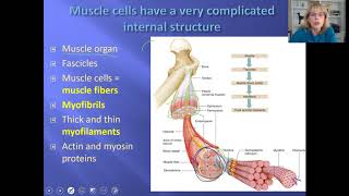 Muscle physiology  Part 1 [upl. by Rahs]