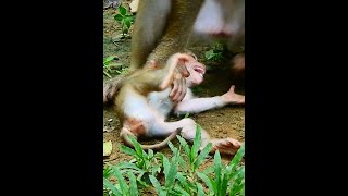 Abandon Monkey Home Ep052 Streams of Heartwarming Monkey Family Moments 🐒🎬 [upl. by Atter]