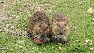 並んで餌を食べるヌートリアの子 Coypu 2017 0821 [upl. by Orv809]