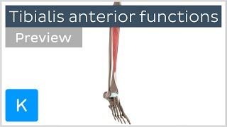 Functions of the tibialis anterior muscle preview  3D Human Anatomy  Kenhub [upl. by Reyna]