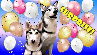 My Huskies Surprised with Balloons Funny Dogs Laika and Loki [upl. by Petula898]