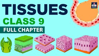 Animal TISSUES  TISSUES chapter Class 9th biology  Ncert class 9 cbse 9 Biology syllabus [upl. by Steele]