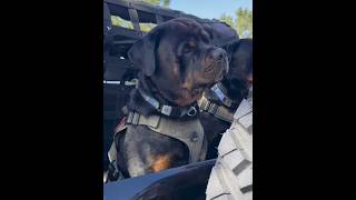 WORLD BEST GUARD DOG BREED rottweillerpetownerdogpetsyoutubeshortsviraltrend [upl. by Orman]