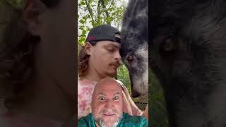 Unbelievable Man amp Enormous Pet Wolf viral shorts [upl. by Mylo]