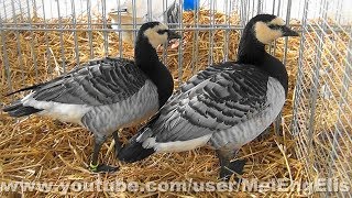 Bernaches Nonnettes  Barnacle Goose  Nonnengans [upl. by Terrence]