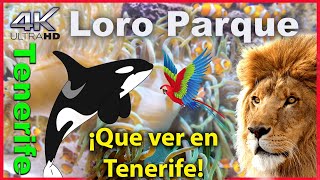 Loro Parque Tenerife Orca Show 🐋 Mejor parque temático DEL MUNDO 🐋 [upl. by Nylra]