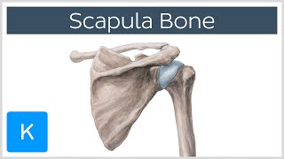 Anatomy and Function of the Scapula  Human Anatomy  Kenhub [upl. by Etnemelc981]