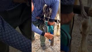 ASMRElectric hoof grinder trims horse hooves shortsanimals [upl. by Aterg713]