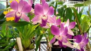 Orchid Care  Dendrobium Phalaenopsis Orchid in full bloom  Dendrobium Orchid care tips [upl. by Oidgime]