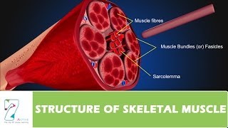 STRUCTURE OF SKELETAL MUSCLE [upl. by Jill319]